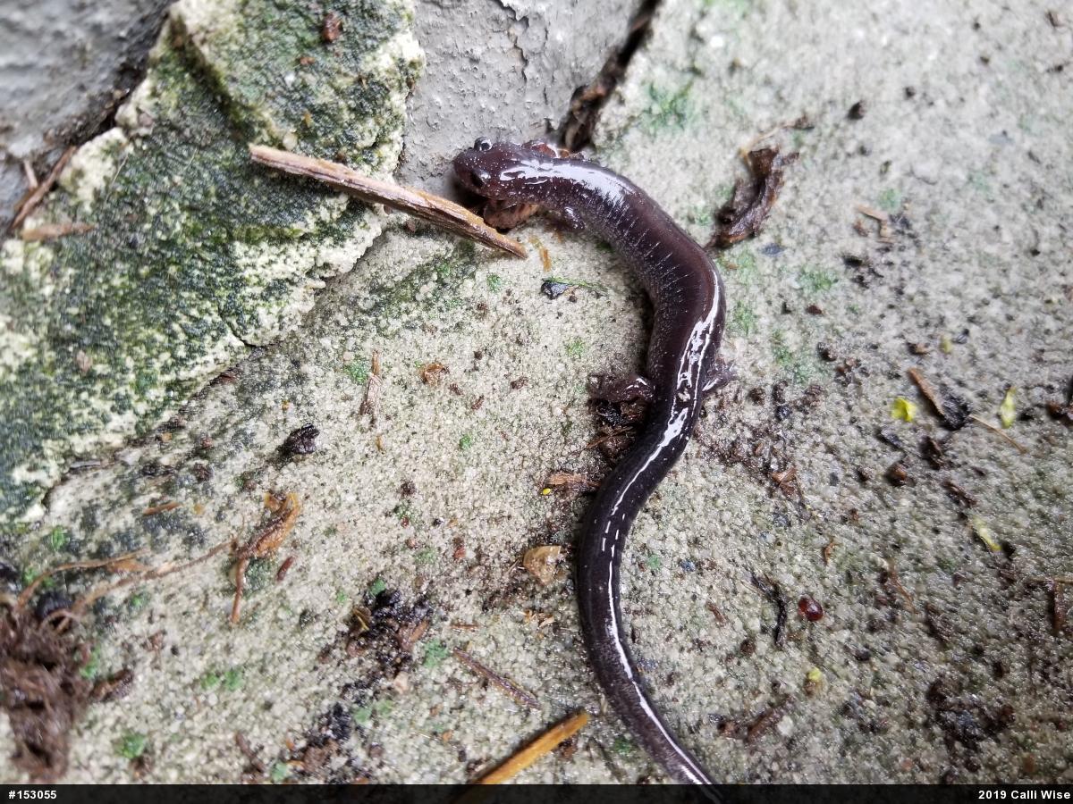 Eastern Red-backed  Salamander