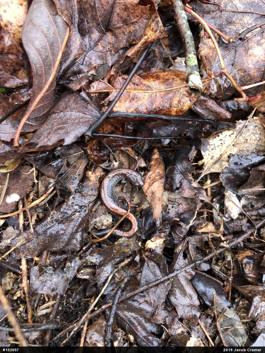 Eastern Red-backed  Salamander