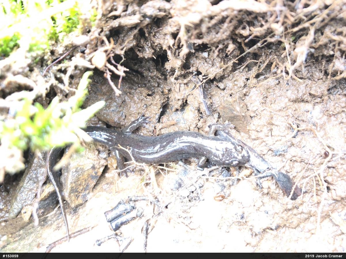 Northern Dusky Salamander
