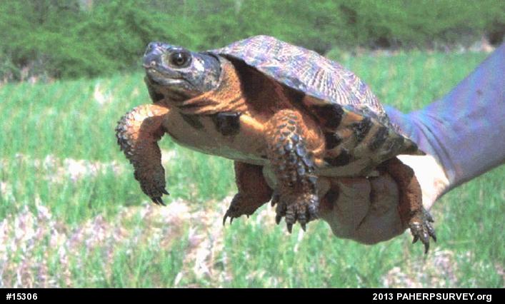 Wood Turtle