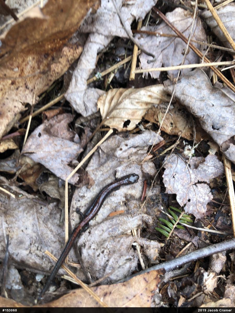 Eastern Red-backed  Salamander