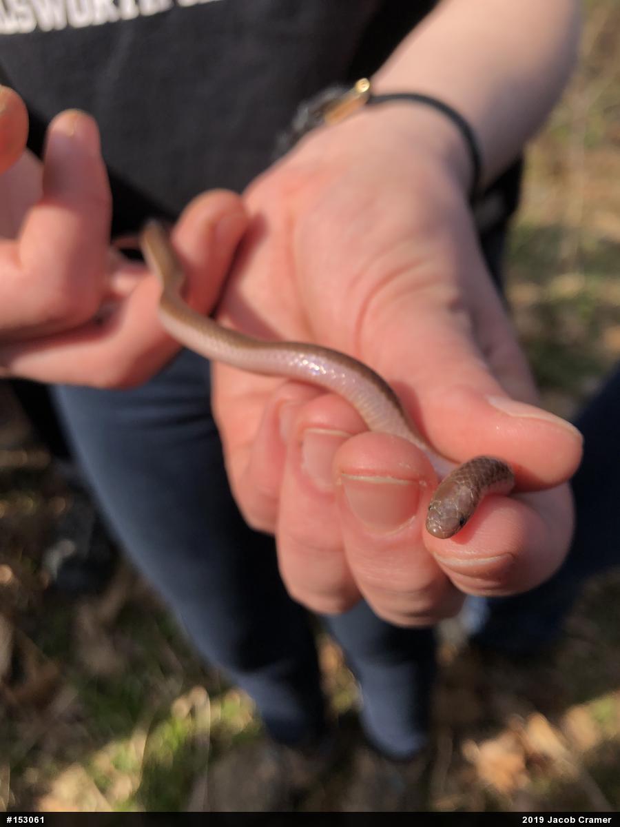 Eastern Wormsnake