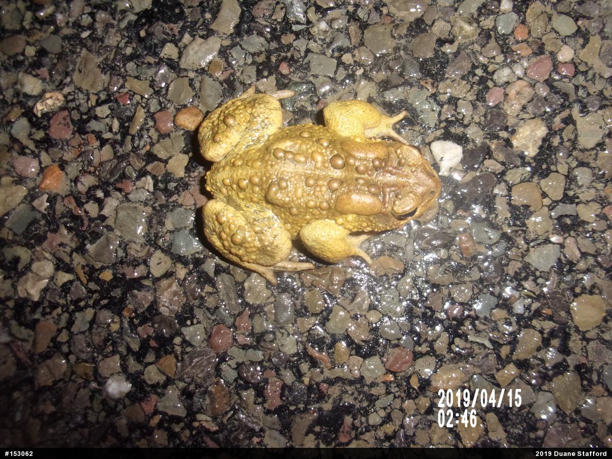 Eastern American Toad