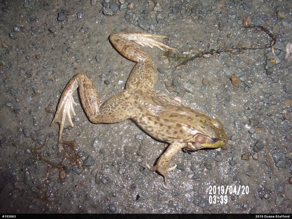 Green Frog