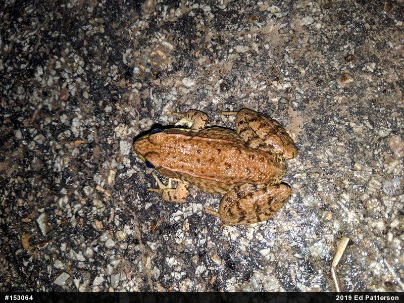 Green Frog