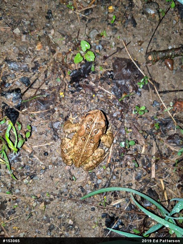 Eastern American Toad