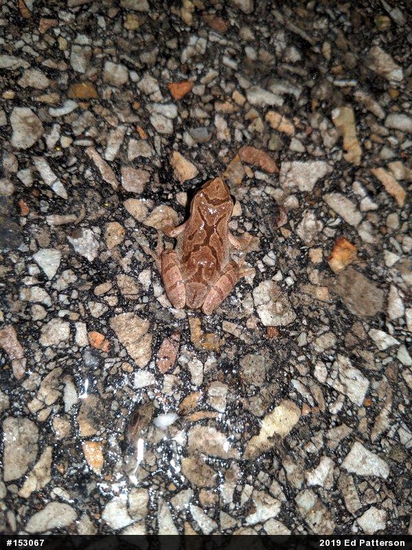 Spring Peeper