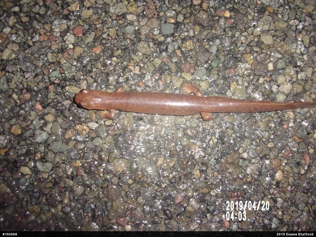 Northern Spring Salamander