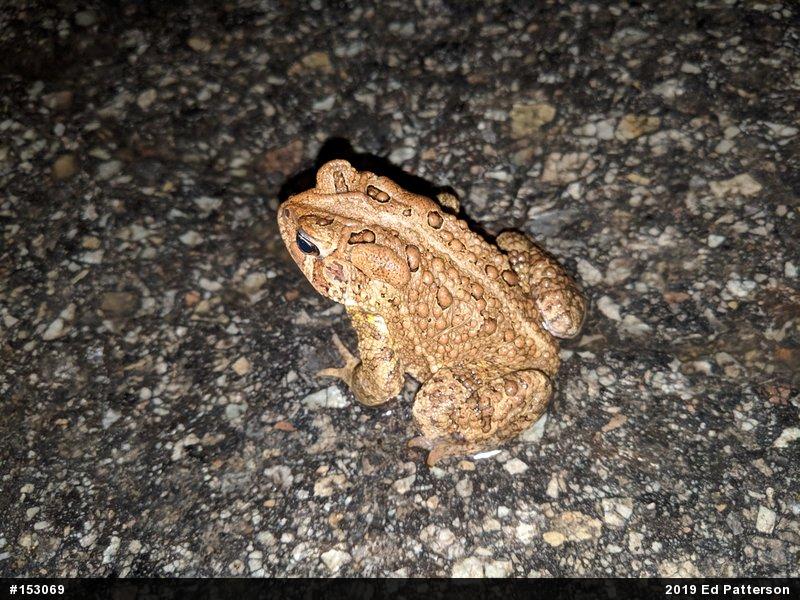 Eastern American Toad