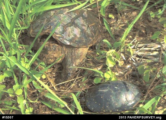 Snapping Turtle
