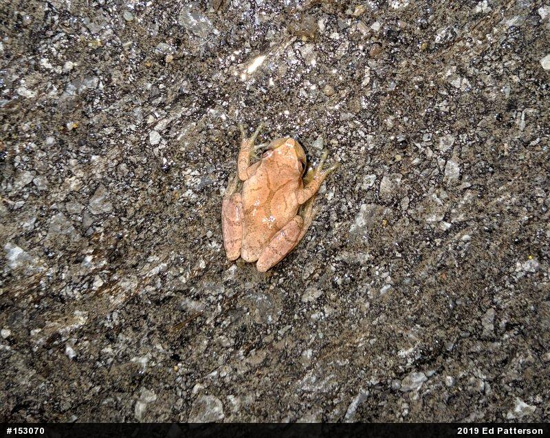 Spring Peeper