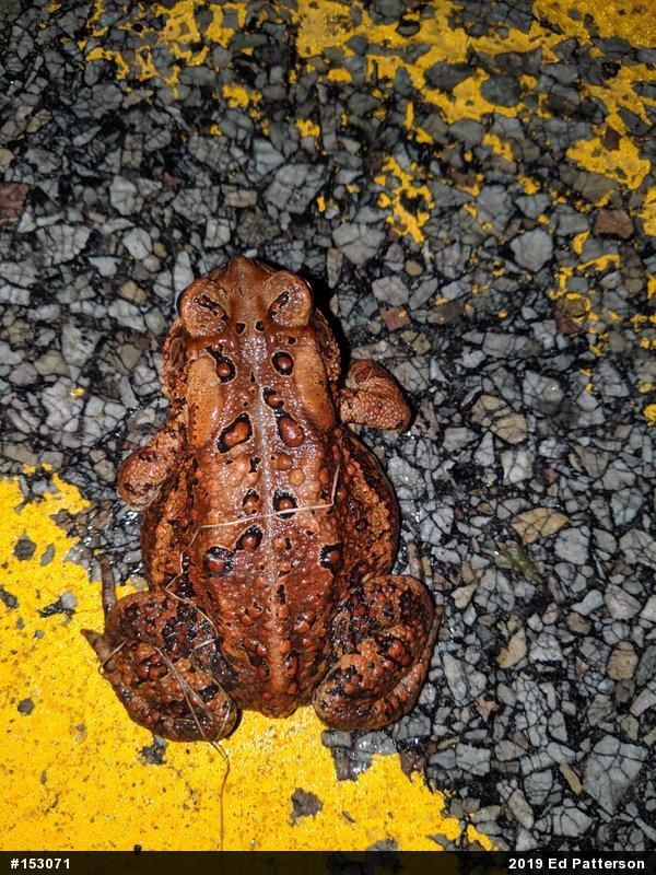 Eastern American Toad