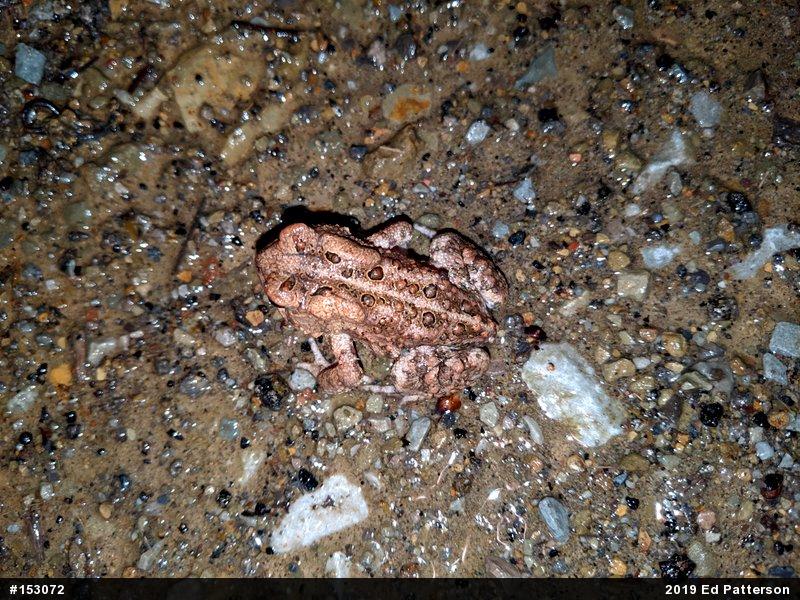 Eastern American Toad