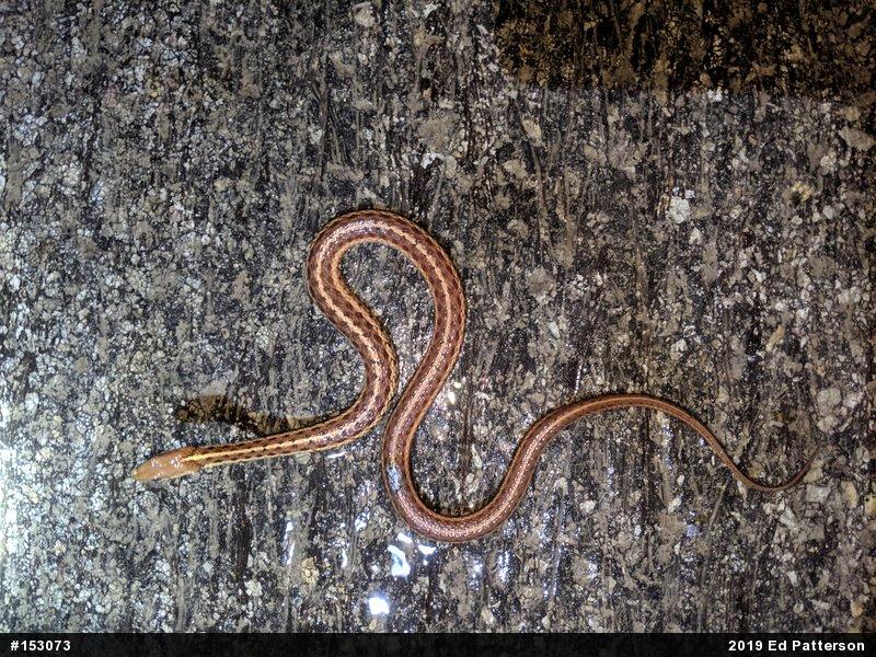 Eastern Gartersnake