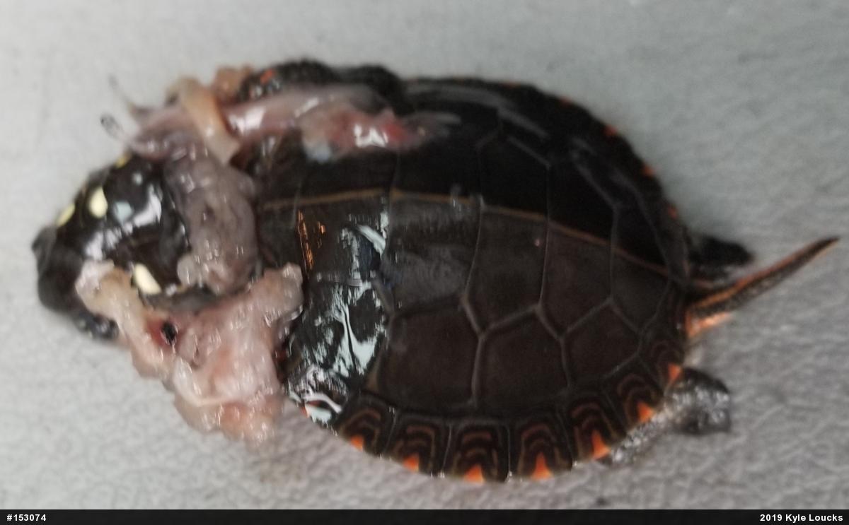 Painted Turtle