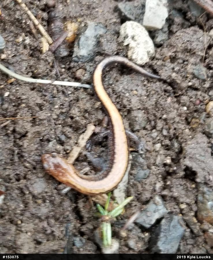 Eastern Red-backed  Salamander