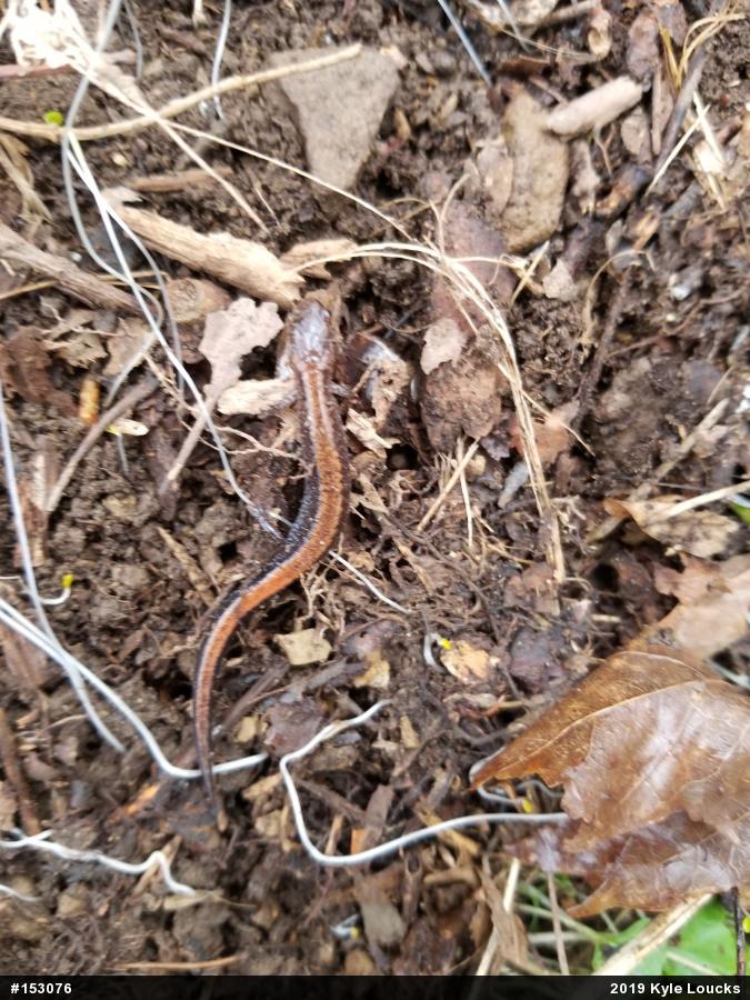Eastern Red-backed  Salamander