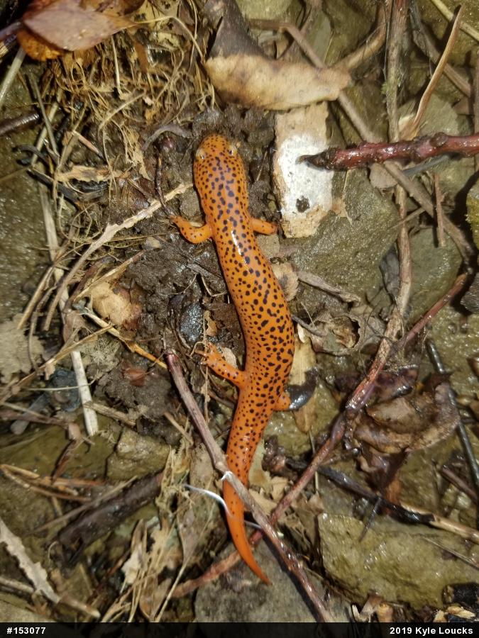 Northern Red Salamander