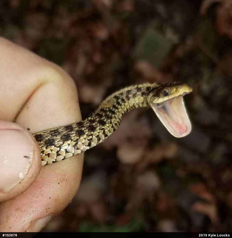 Eastern Gartersnake