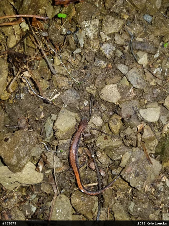 Eastern Red-backed  Salamander