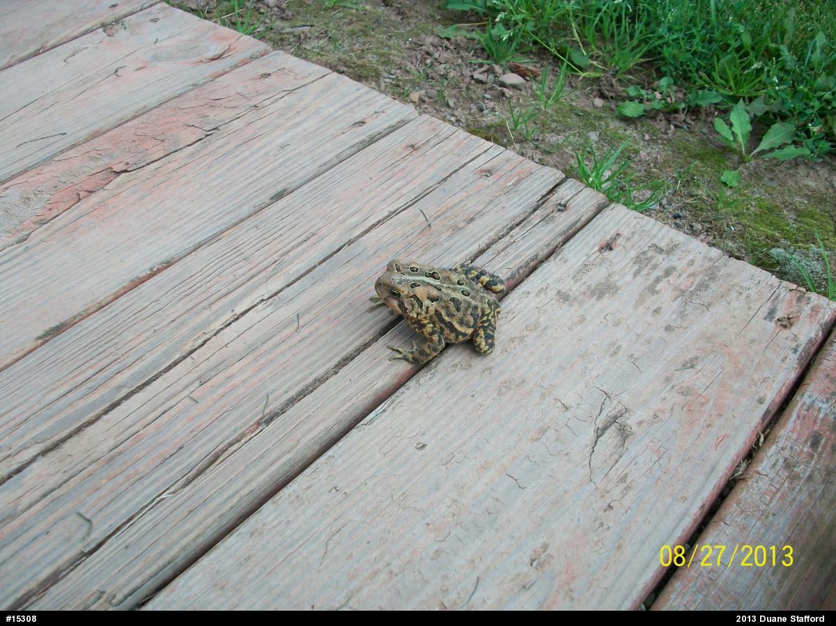 Eastern American Toad