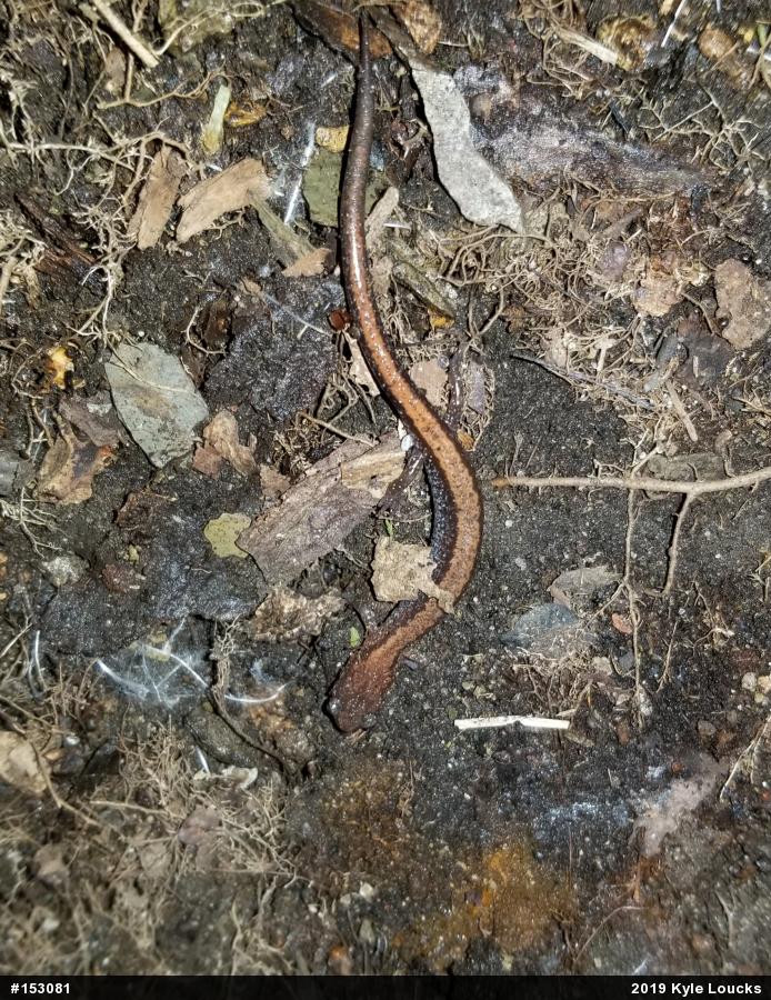 Eastern Red-backed  Salamander
