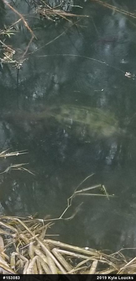 Snapping Turtle