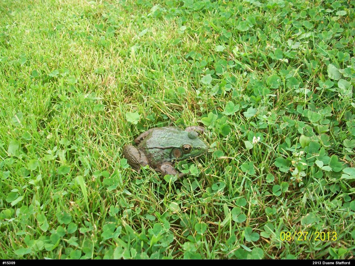 Green Frog