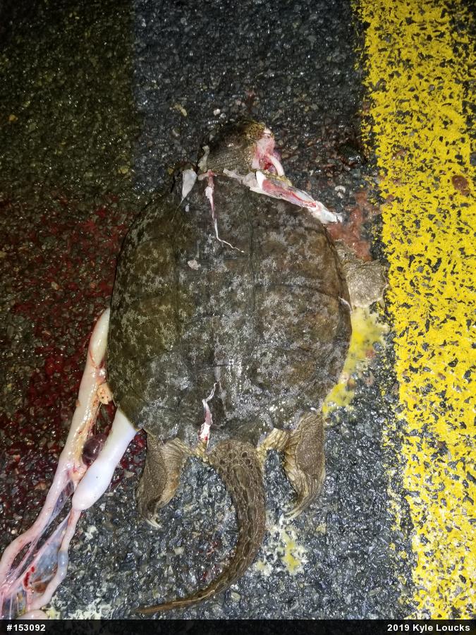 Snapping Turtle