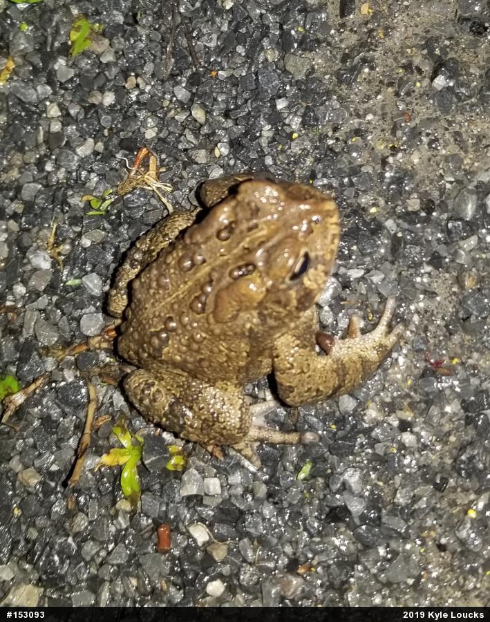 Eastern American Toad