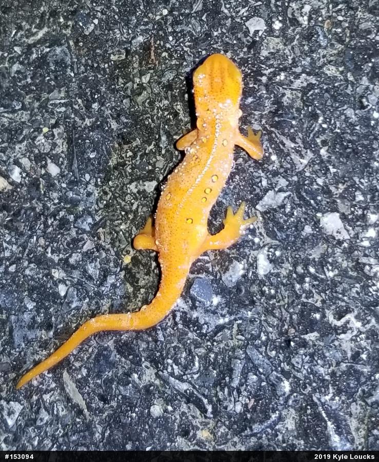 Red-spotted Newt