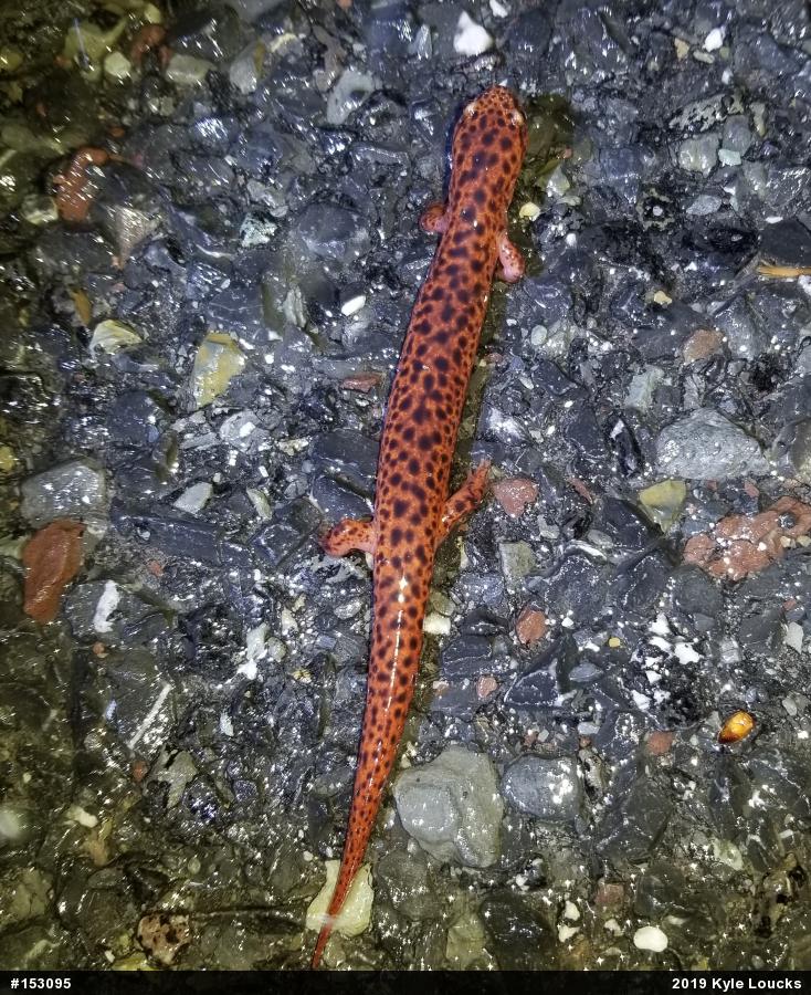 Northern Red Salamander