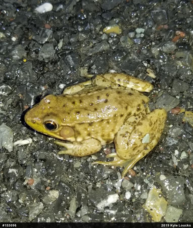 Green Frog
