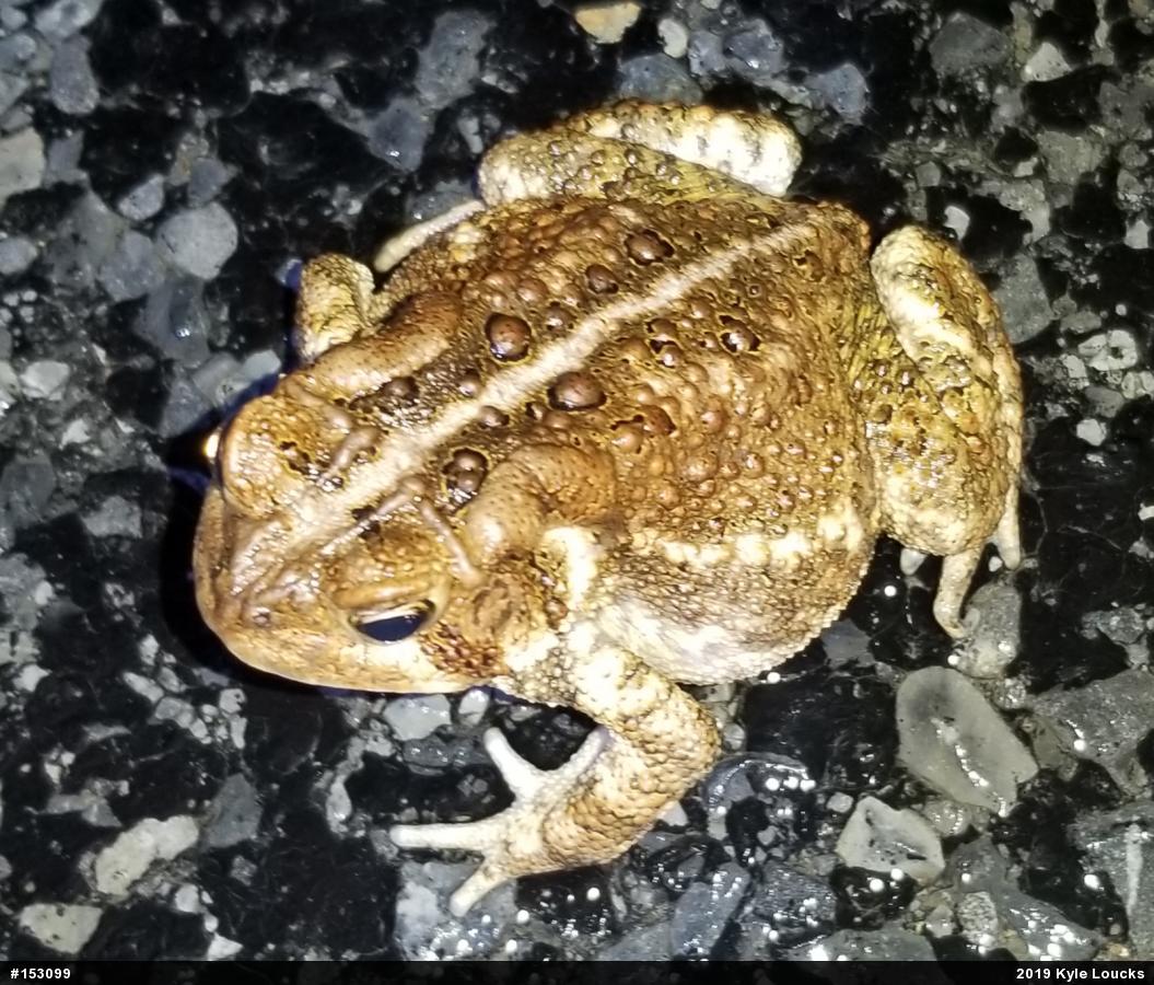 Eastern American Toad