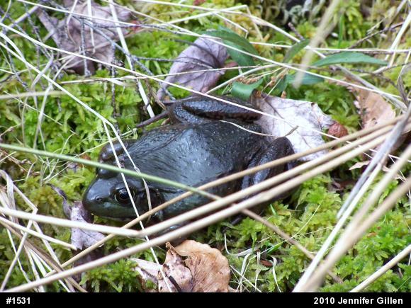 Green Frog