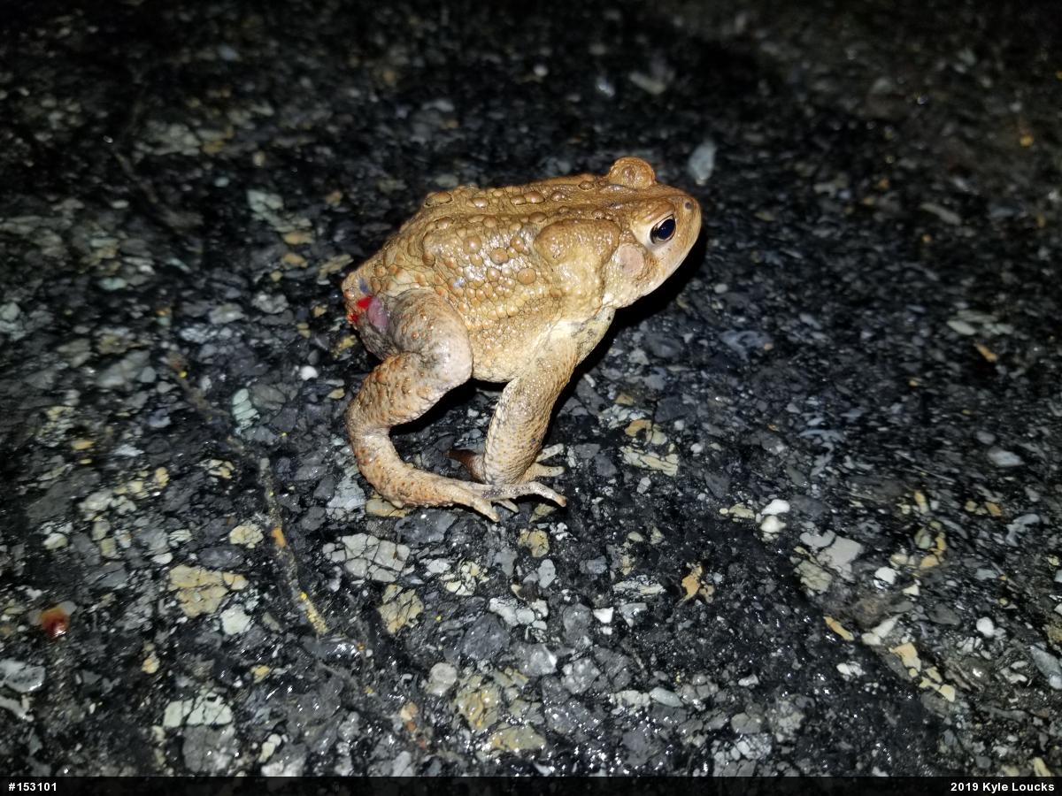 Eastern American Toad