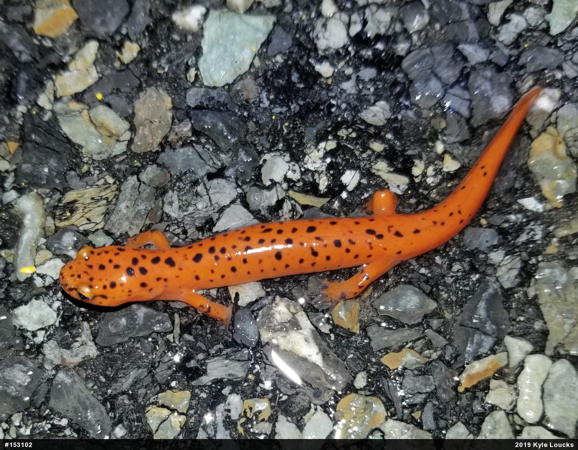 Northern Red Salamander