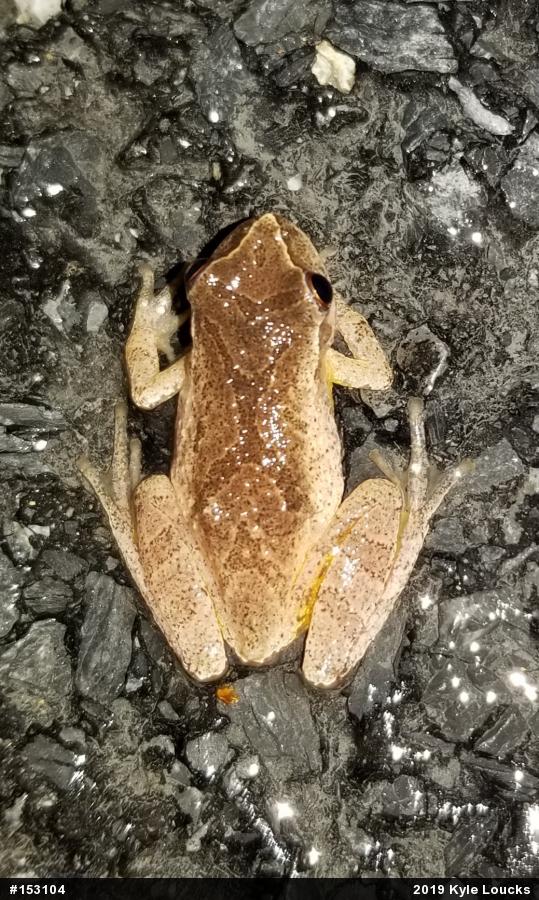 Spring Peeper