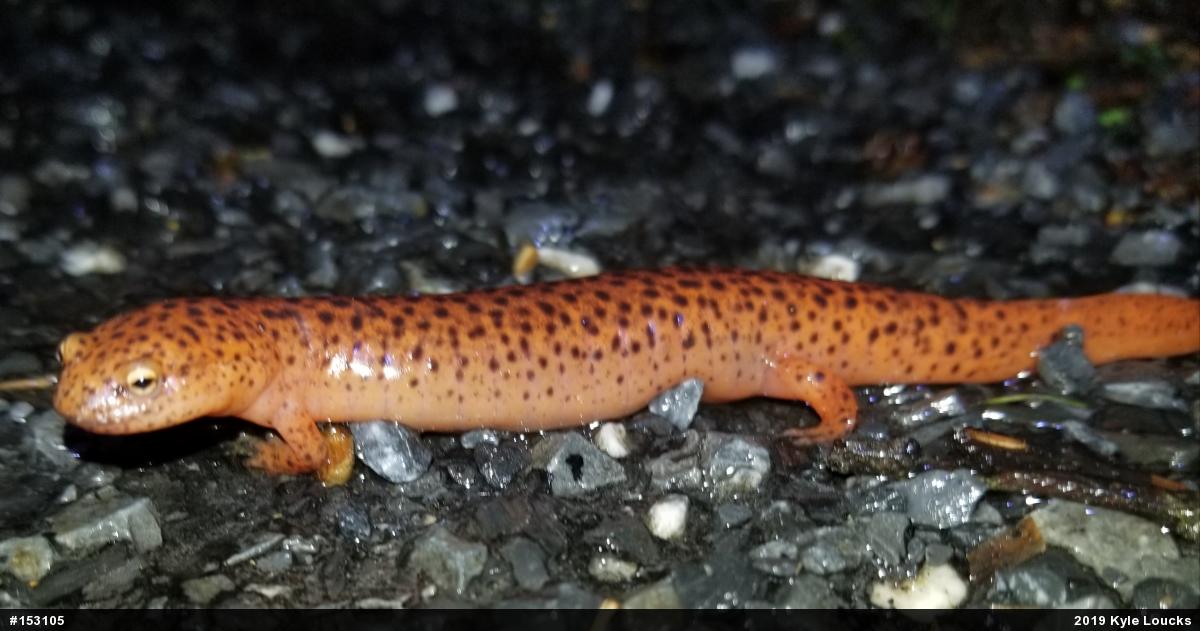 Northern Red Salamander
