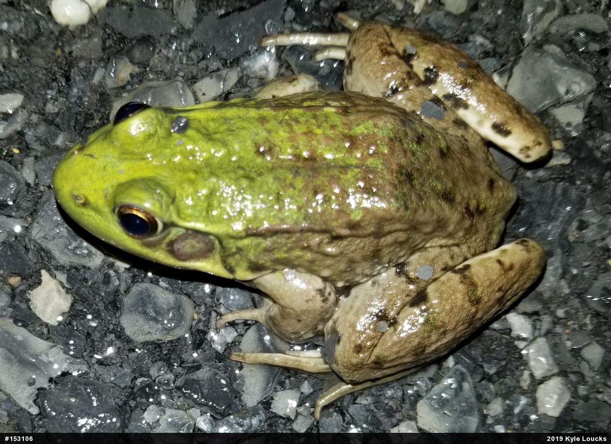 Green Frog