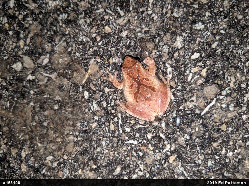 Spring Peeper