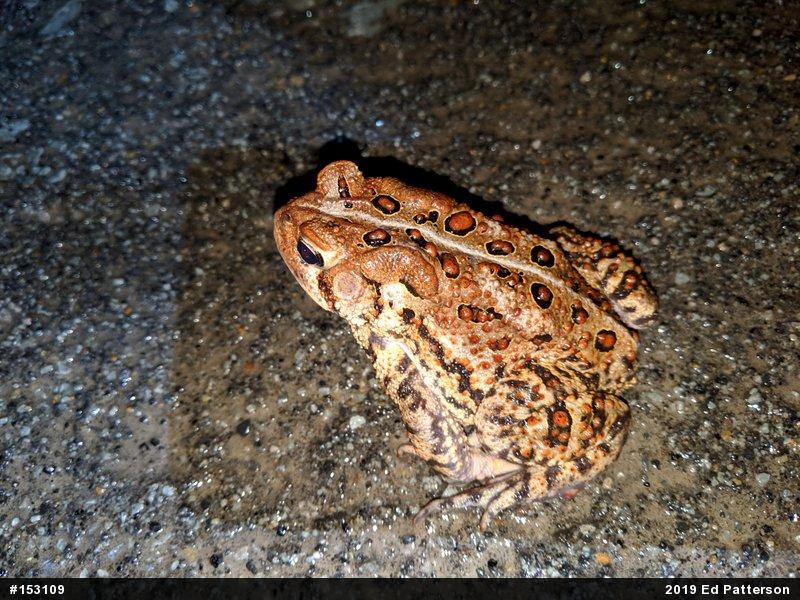 Eastern American Toad