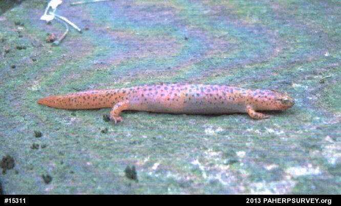 Northern Red Salamander