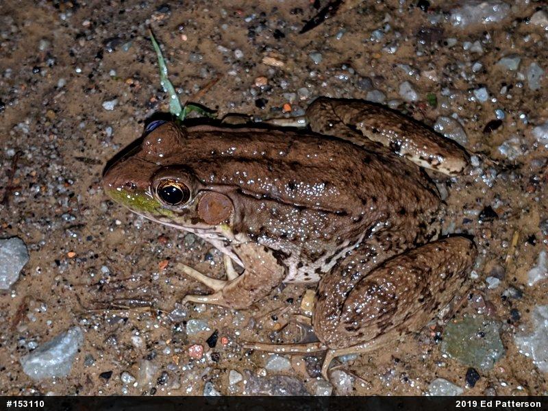 Green Frog