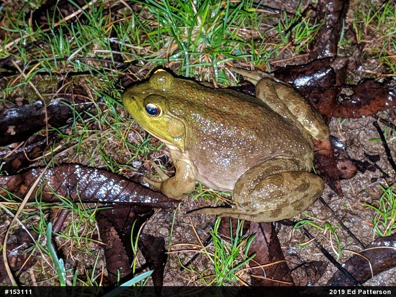 American Bullfrog