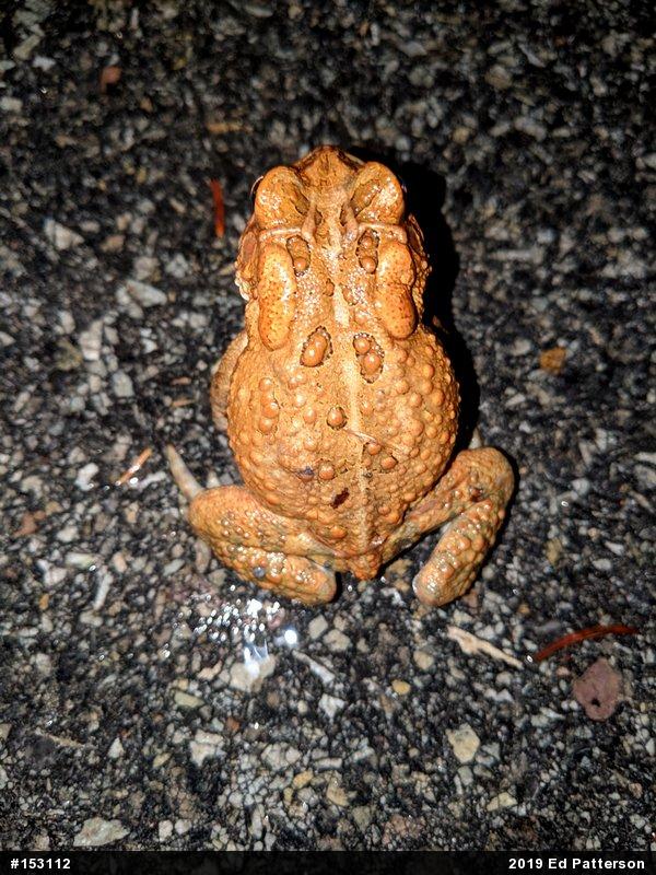 Eastern American Toad