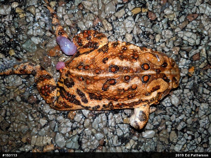 Eastern American Toad