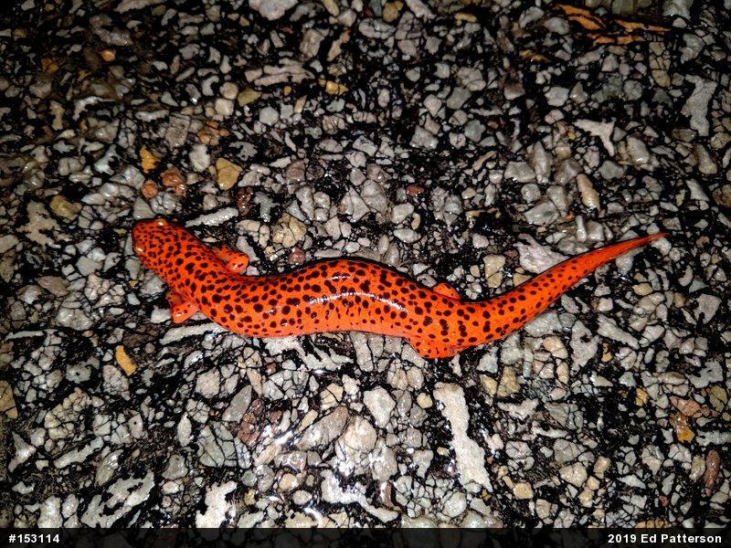 Northern Red Salamander