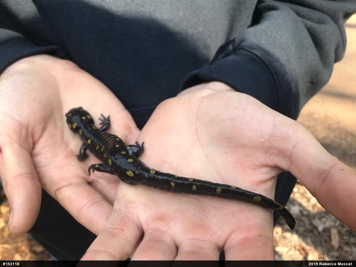 Spotted Salamander
