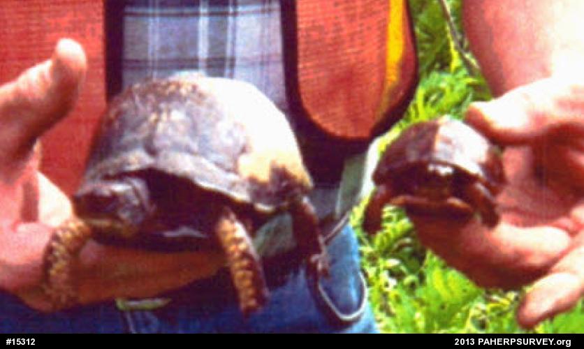 Eastern Box Turtle